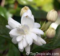 Jasminum sambac Mysore Mulli, Mysore Mulli Jasmine