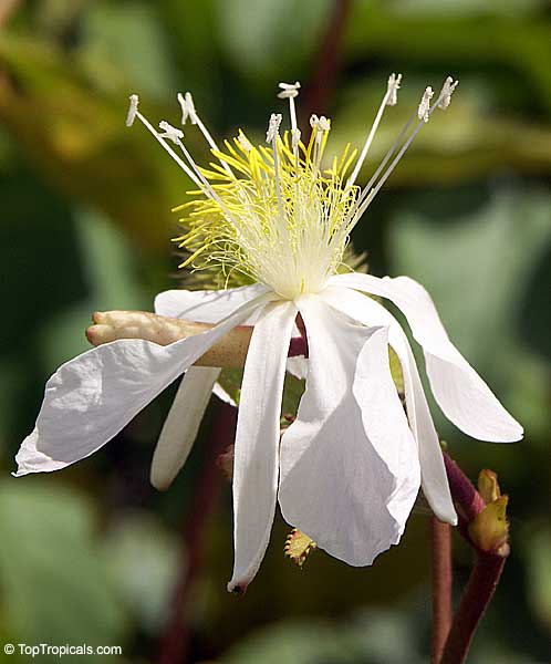 Clappertonia ficifolia, Honckenya ficifolia, Bolo Bolo