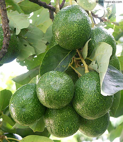 Avocado tree Choquette, Large size, Grafted (Persea americana)