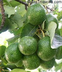 Avocado tree Choquette, Grafted (Persea   americana)