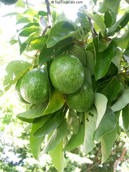 Avocado tree Bernecker, Grafted (Persea americana)