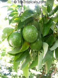 Avocado tree Doni, Grafted (Persea   americana)