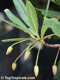 Elaeocarpus
