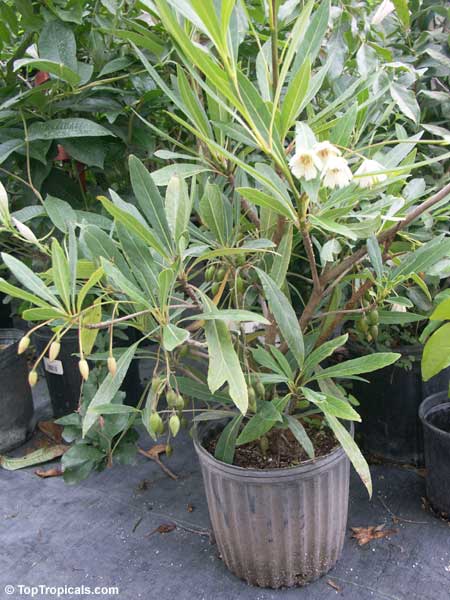 Elaeocarpus sp., Bead Tree, Fringe Bells, Fairy Petticoats