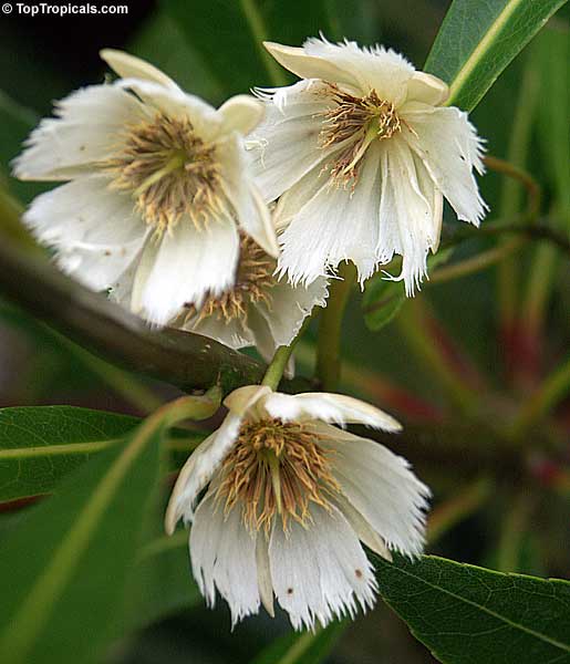 Elaeocarpus sp., Bead Tree, Fringe Bells, Fairy Petticoats