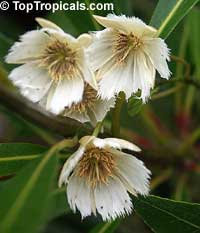 Elaeocarpus sp., Bead Tree, Fringe Bells, Fairy Petticoats

Click to see full-size image
