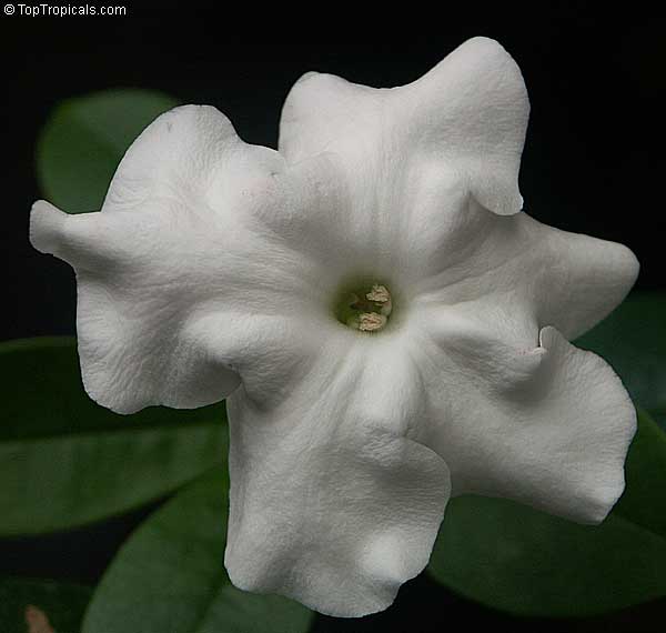 Brunfelsia white flower lady of the night