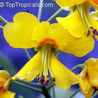 Caesalpinia mexicana, Mexican Bird of Paradise, Dwarf Poinciana

Click to see full-size image