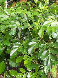 Radermachera ignea, Tree Jasmine, Peep Thong

Click to see full-size image