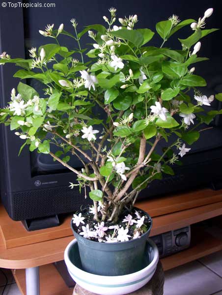 Maid of Orleans Sacred Jasmine Plant (jasminum sambac) – Urban