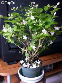 Jasminum sambac Maid of Orleans, Nyctanthes sambac, Maid of Orleans, Arabian Jasmine, Hawaiian Pikake, Sampaguitas, Sumpa Kita