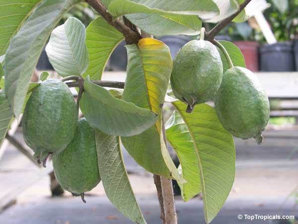 Psidium guajava, Tropical Guava, Guajava. Fruiting in 7 gal container