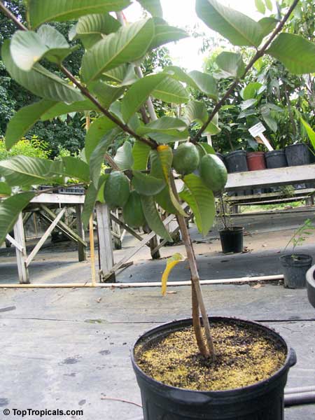 How To Grow Fruit Trees In Containers