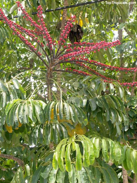 Schefflera actinophylla, Brassaia actinophylla, Tupidanthus calyptratus, Umbrella Tree, Octopus Tree