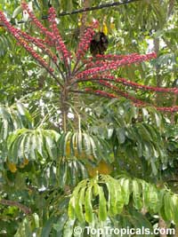 Schefflera actinophylla, Brassaia actinophylla, Tupidanthus calyptratus, Umbrella Tree, Octopus Tree

Click to see full-size image