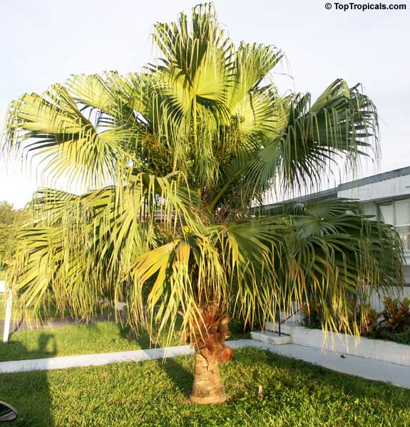 Livistona chinensis, Chinese Fan, Chinese Fountain Palm