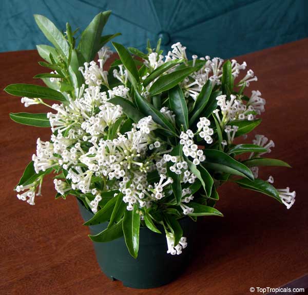 Cestrum diurnum - White Chocolate Jasmine, Day Blooming Jasmine