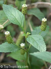Lippia dulcis, Phyla scaberrime, Lippia mexicana, Aztec Sweet Herb, Sweetleaf

Click to see full-size image