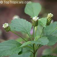 Lippia dulcis, Phyla scaberrime, Lippia mexicana, Aztec Sweet Herb, Sweetleaf

Click to see full-size image