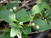 Phyla dulcis, Lippia dulcis, Phyla scaberrima, Lippia mexicana, Aztec Sweet Herb, Sweetleaf

Click to see full-size image