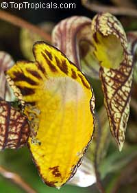 Aristolochia peruviana, Aristolochia

Click to see full-size image
