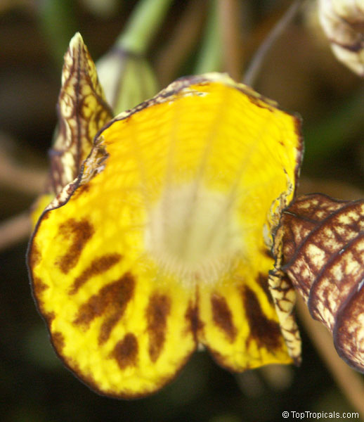 Aristolochia peruviana, Aristolochia