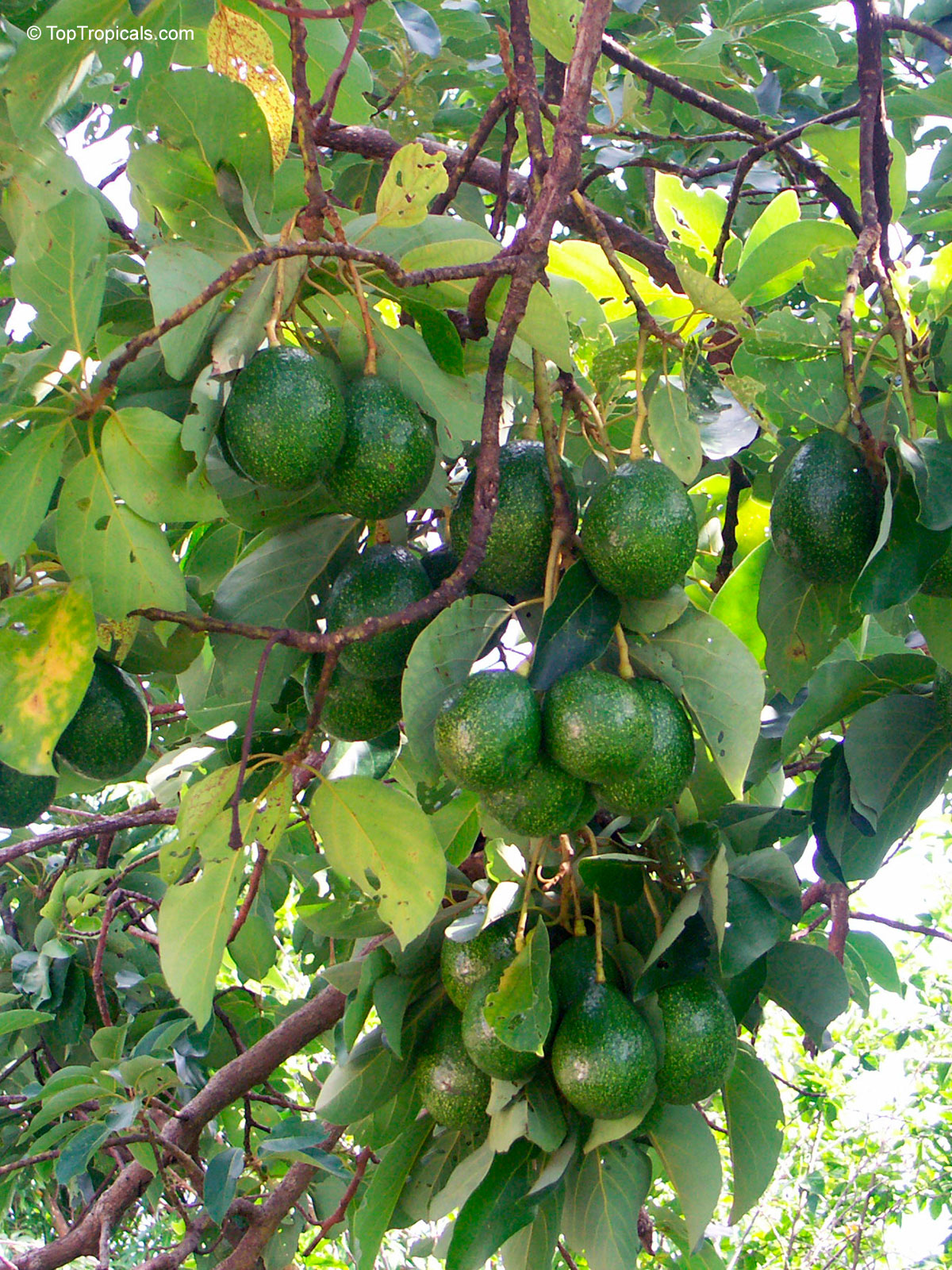 Persea americana (Avocado) heavy crop of round green fruit growing among thick leafy branches Persea americana (Avocado) dark green fruit hanging on thick branches with many oval leaves
