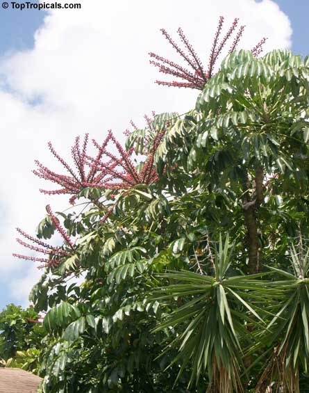 Schefflera actinophylla, Brassaia actinophylla, Tupidanthus calyptratus, Umbrella Tree, Octopus Tree