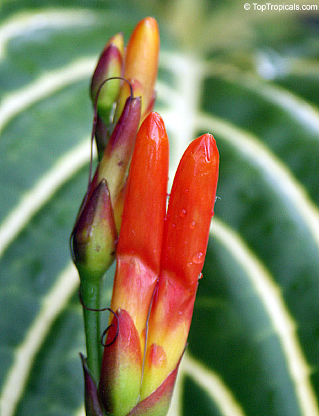 Sanchezia speciosa, Sanchezia nobilis, Sanchezia, Fire Fingers