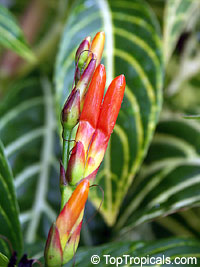 Sanchezia speciosa - Fire Fingers

Click to see full-size image