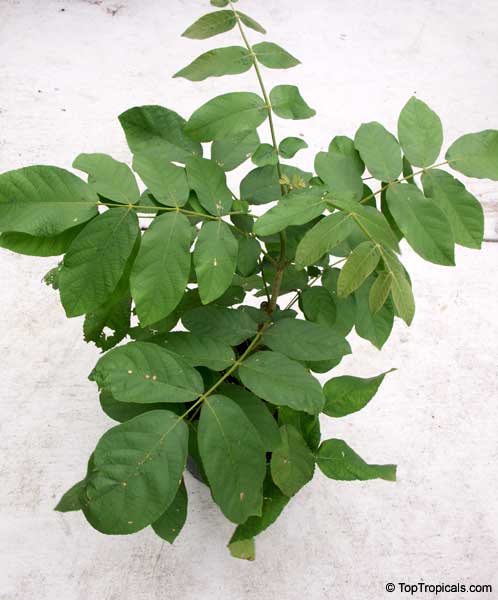Markhamia zanzibarica, Markhamia acuminata, Bell Bean Tree, Maroon Bell-bean