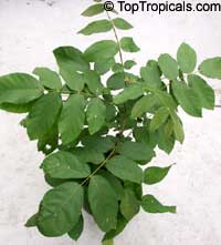 Markhamia zanzibarica, Markhamia acuminata, Bell Bean Tree, Maroon Bell-bean

Click to see full-size image