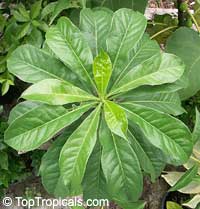 Hymenosporum flavum, Native Frangipani, Queensland Frangipani, Sweet Cheesewood, Sweetshade

Click to see full-size image