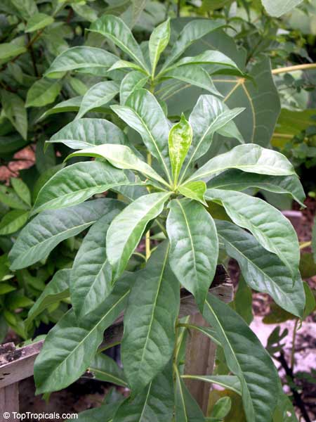 Hymenosporum flavum, Native Frangipani, Queensland Frangipani, Sweet Cheesewood, Sweetshade