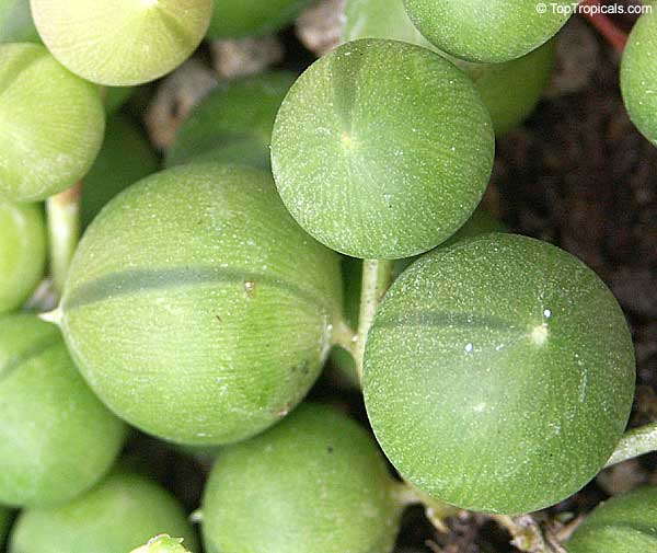 Curio rowleyanus, Senecio rowleyanus, String of pearls, String of peas, Bead Plant