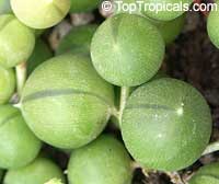 Curio rowleyanus, Senecio rowleyanus, String of peas, String of pearls, Bead Plant

Click to see full-size image