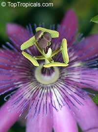 Passiflora 'Amethyst', Lavender Lady

Click to see full-size image