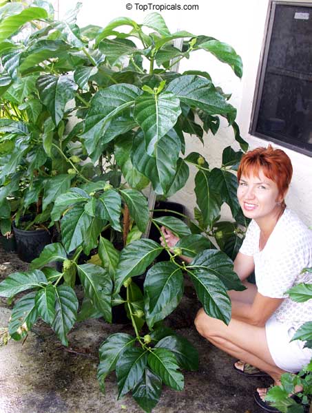 Noni tree producing in a pot