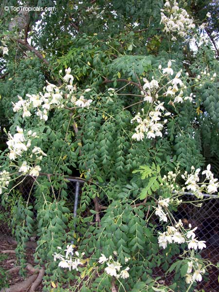 Toptropicals Com Moringa Oleifera Moringa Pterygosperma Horseradish Tree Ben Oil Tree Coatli Drumstick Tree Bridal Veil