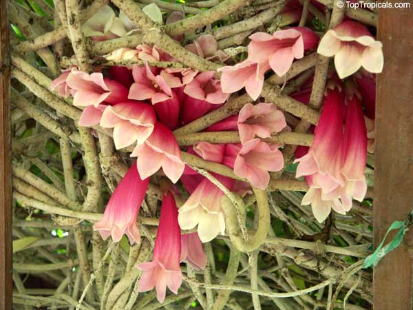 Tecomanthe dendrophylla, New Guinea Creeper vine