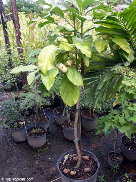 Morinda citrifolia, Great Morinda, Indian Mulberry, Mengkudu (Malay), Nonu/Nono (Pacific Islands), Noni (Hawaii)