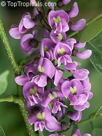 Lonchocarpus violaceus, Lilac Tree, Dotted Lancepod, Chaperno

Click to see full-size image