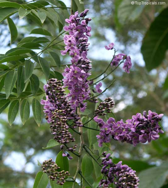Lonchocarpus violaceus, Lilac Tree, Dotted Lancepod, Chaperno