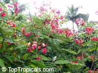 Caesalpinia pulcherrima 'Compton', Poinciana pulcherrima, Pride of Barbados, Pink Dwarf Poinciana, Flower Fence