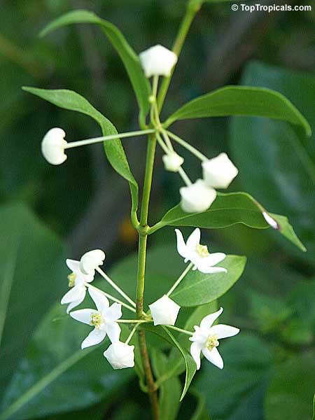Hoya odorata, Wax plant