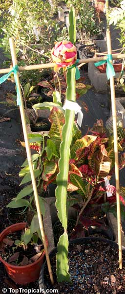 4'' Dragon Fruit Cactus Cutting White Flesh Hylocereus Undatus Pitaya edible