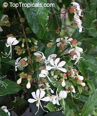 Clerodendrum wallichii, Clerodendrum nutans, Bridal veil, Nodding Clerodendron

Click to see full-size image