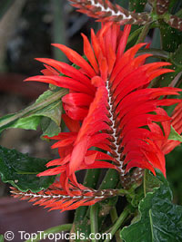Aphelandra tetragona, Aphelandra cristata, Red Aphelandra

Click to see full-size image
