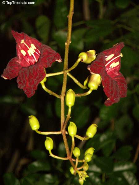 5 graines - Kigelia africana pinnata - Saugage arbre