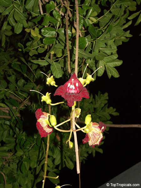 ~Sausage Tree~ Kigelia Africana Rare Tropical Tree Live Sml Potd Plant